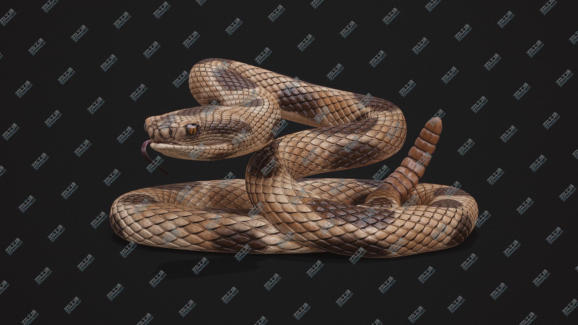 images/goods_img/2021040233/3D Rattlesnake Rigged model/2.jpg